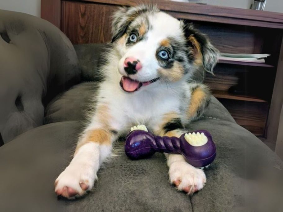 dog playing with Nylabone Puppy Double Action Chew Toy