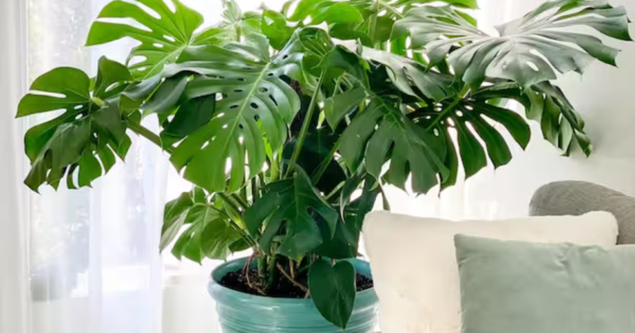 United Nursery Swiss Cheese Plant Monstera Deliciosa Plant