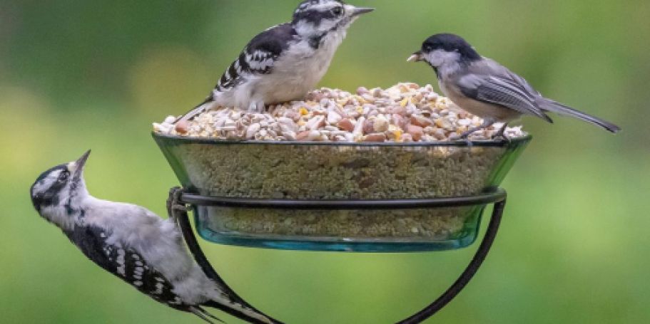 Wild Songbird Bird Food 7-Pound Bag Only $7.59 Shipped on Amazon (Reg. $17)