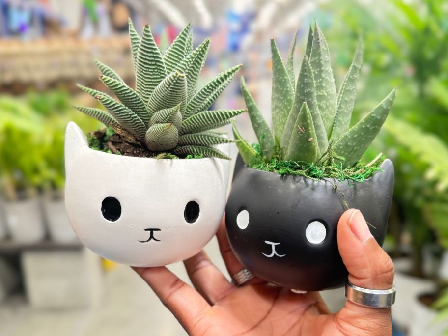 a womans hand holding 2 cat head planters with succulents