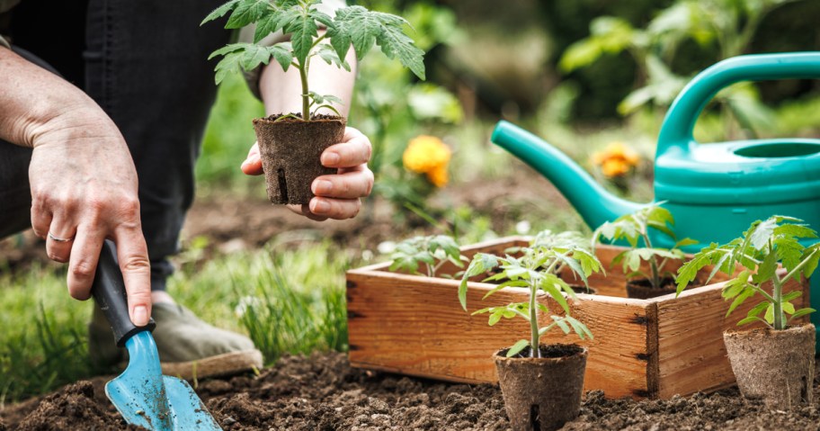 woman holding a potted plant and digging with a trowel