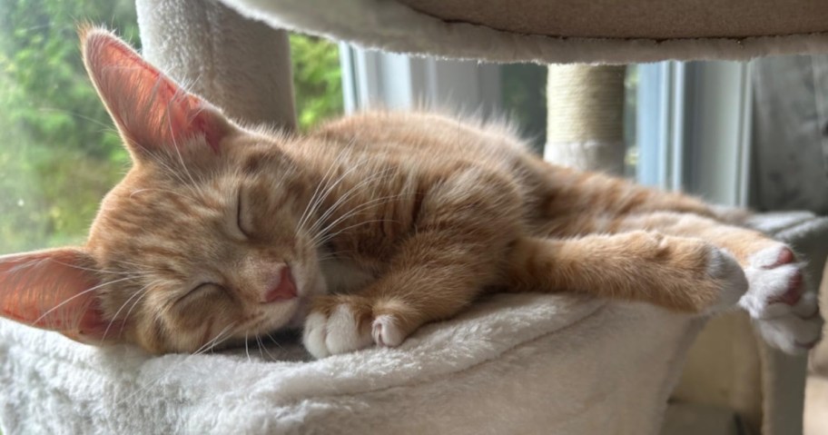 orange cat sleeping on beige cat tree