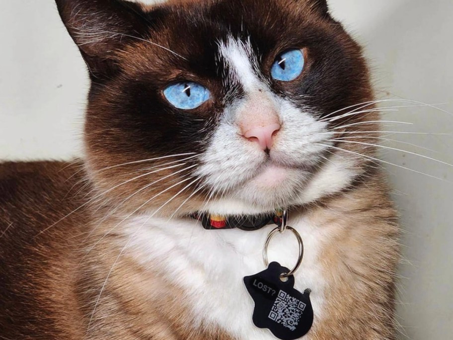 black and white cat with black id tag 