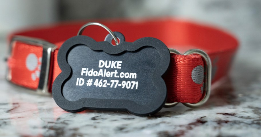 black dog id tag with red collar 