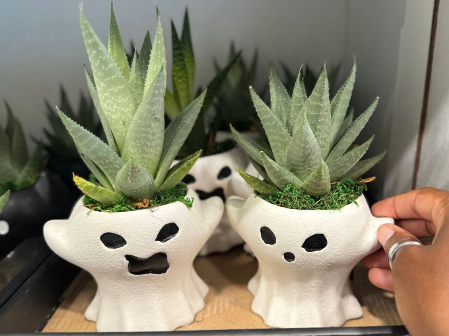 a womans hand holding two ghost planters wiht air plant