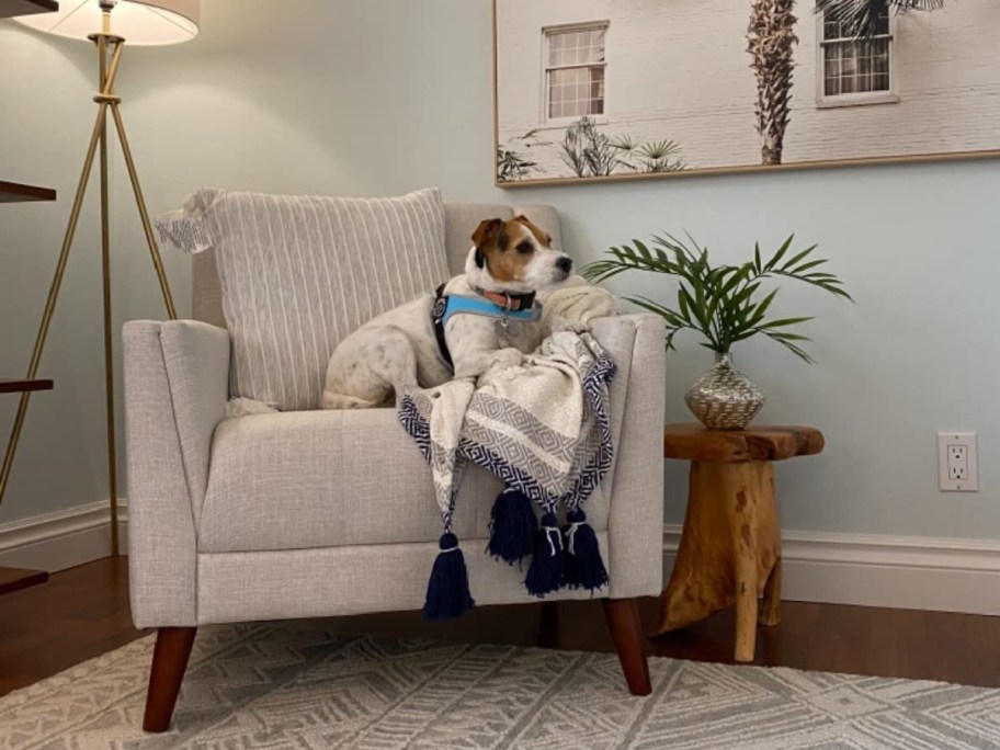 large chair displayed with dog on it