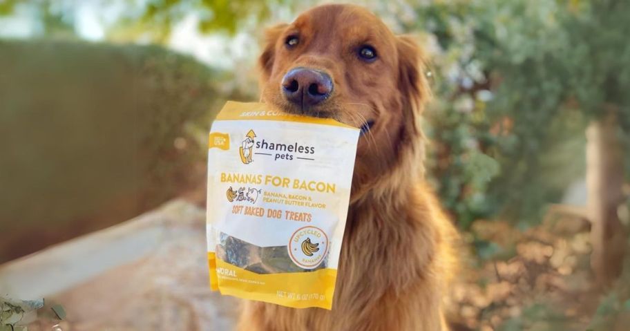 dog holding shameless dog treat bag in mouth