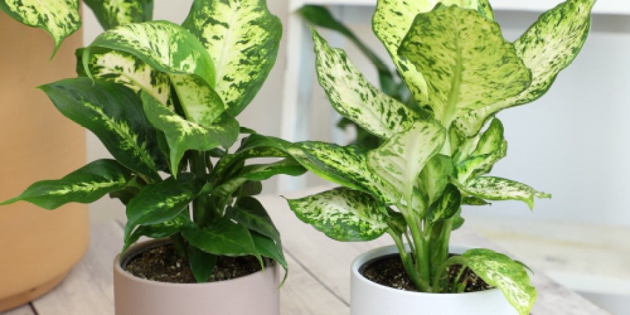 Live Potted House Plant 4-Pack Just $32.90 on Lowes.online