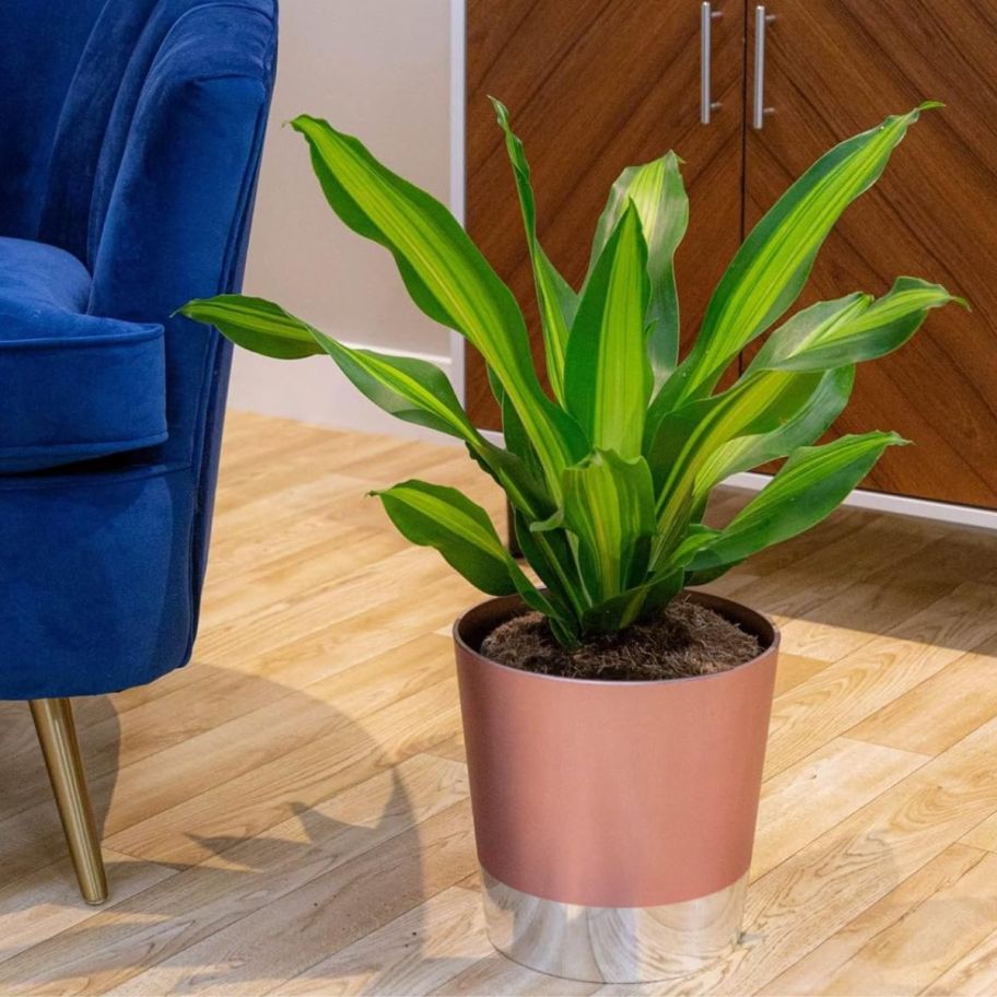 a house plant next to a blue accent chair