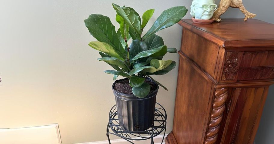 Up to 55% Off Highly-Rated Costa Farms Plants on Amazon | Fiddle Fig Leaf Tree Only $15.32