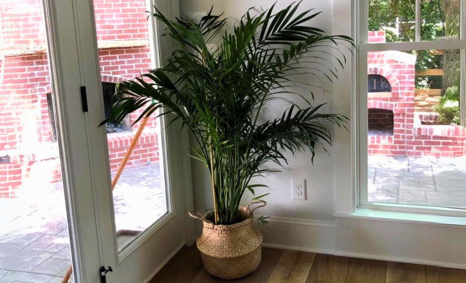 a palm plant next to a french door inside a house