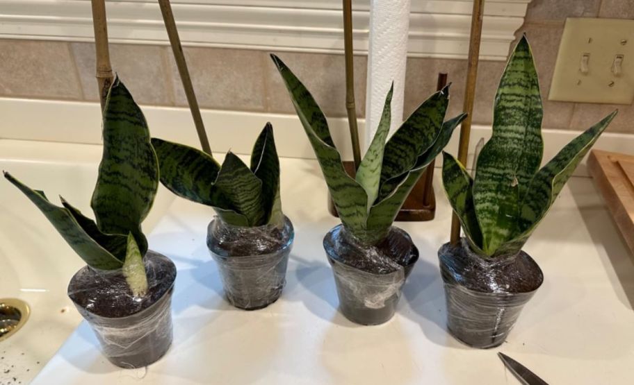 4 small house plants on a kitchen counter