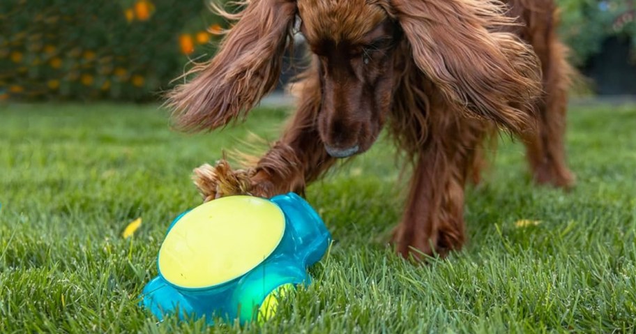 dog play with tennis ball puzzle toy