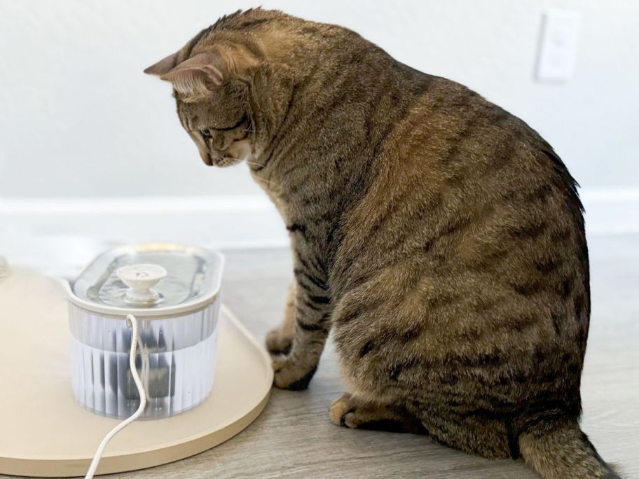 Cat staring at a Papifeed Pet Fountain