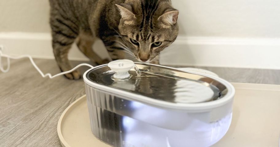 Cat looking at a Papifeed Cat Water Fountain 