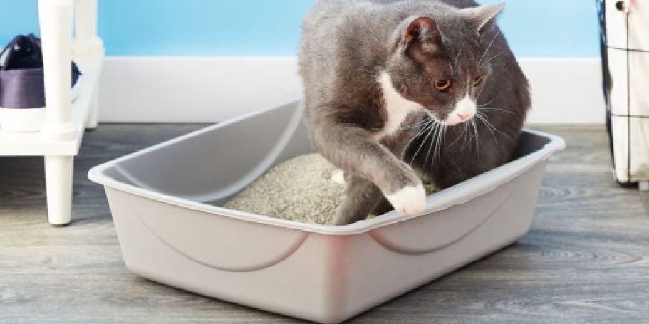 Petmate Basic Open Cat Litter Box Only $3.99 on Amazon