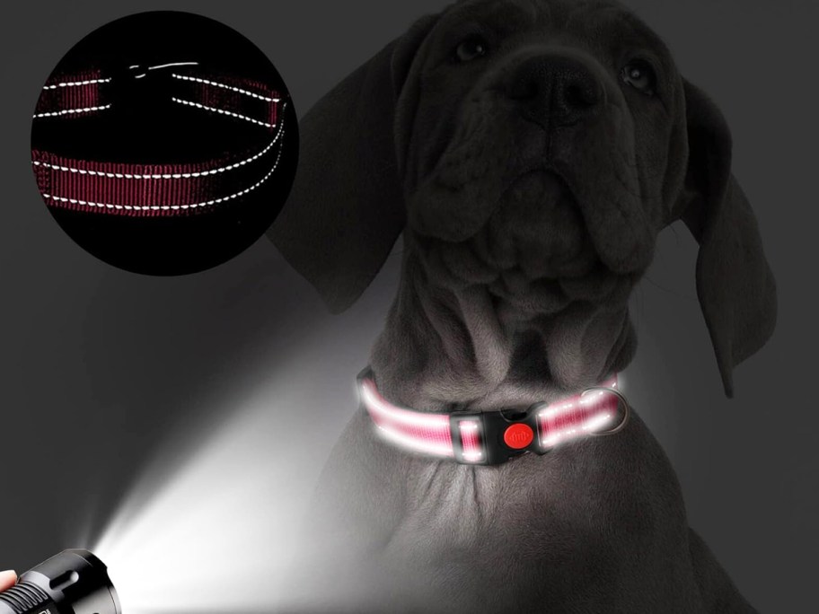 shining flashlight on reflective dog collar