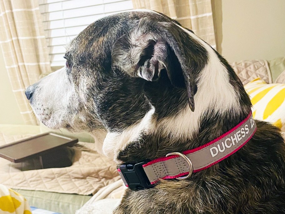 dog wearing a red and grey personalized collar