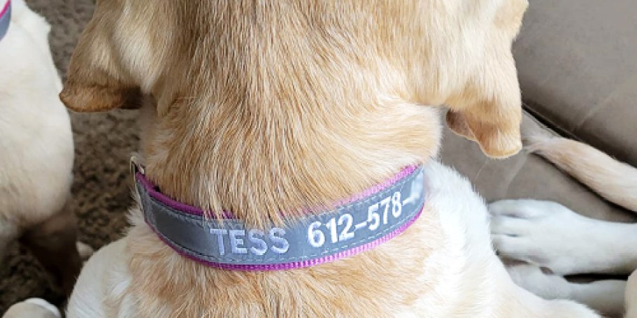 Personalized Reflective Dog Collars from $5.49 Shipped on Amazon