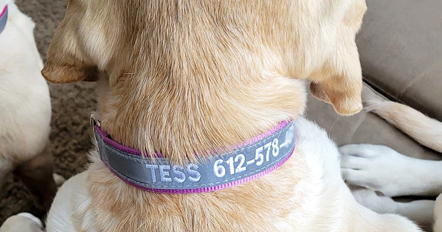 dog wearing personalized collar