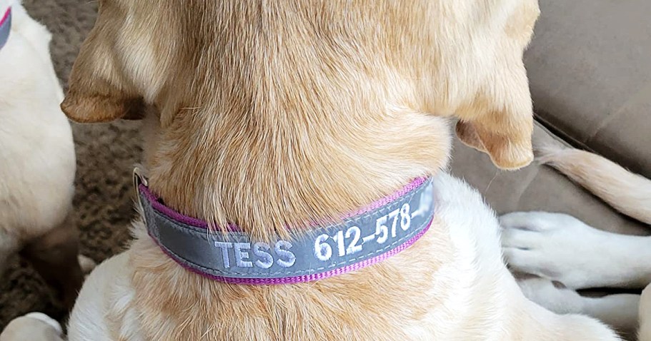 Personalized Reflective Dog Collars from $5.49 Shipped on Amazon