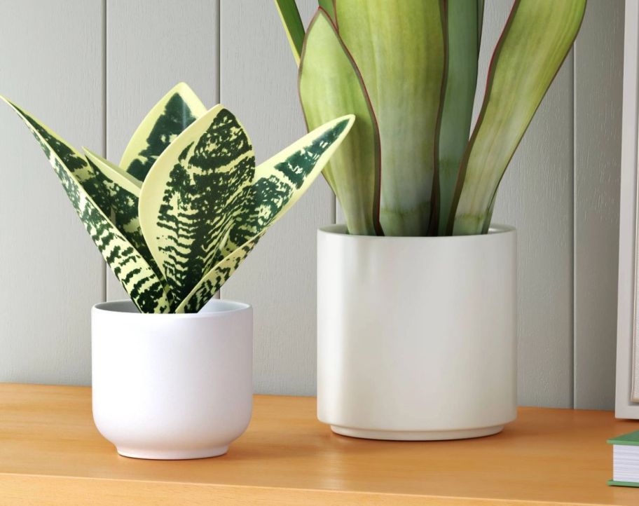 small and large snake plants in white pots on a console table