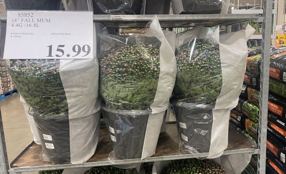 a row of fall mums at a costco store