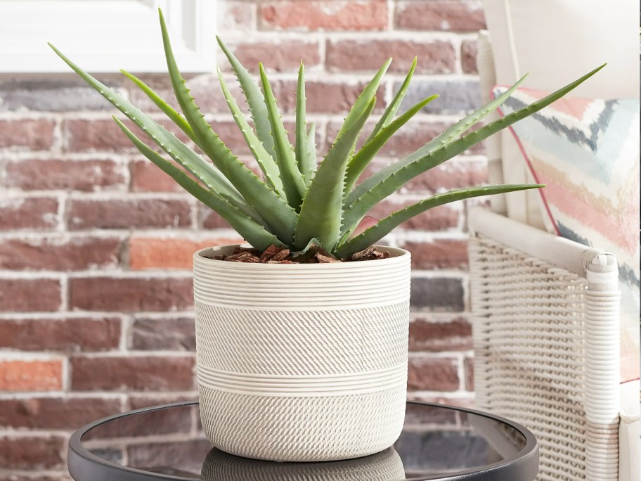 aloe in a white planter on a black side table