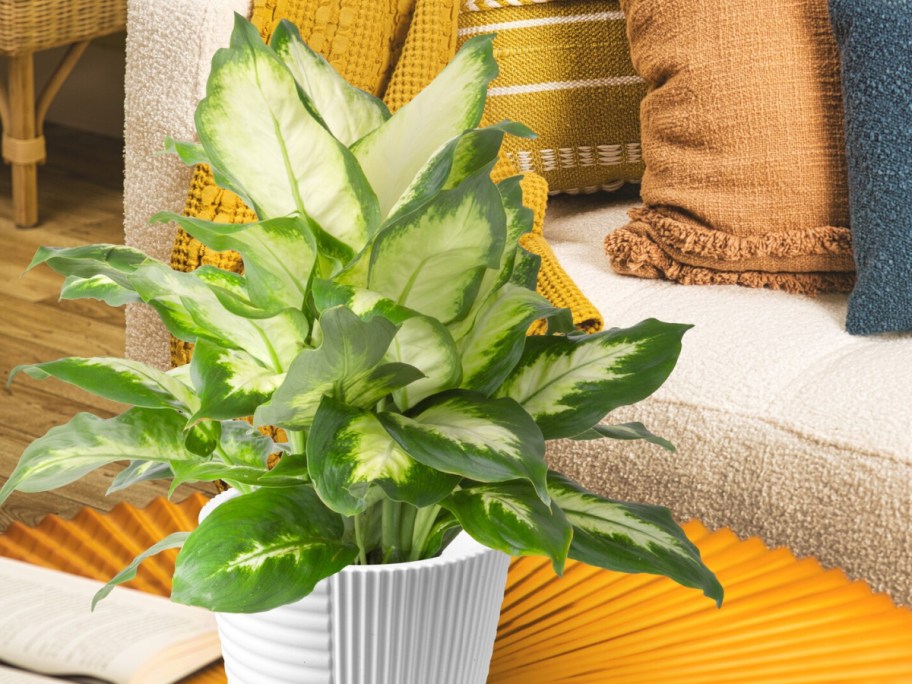 Costa Farms Dieffenbachia House Plant in 6 Pot displayed in living room