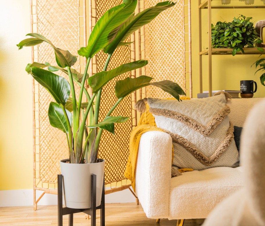 Costa Farms White Bird Of Paradise House Plant in 10 Pot displayed in living room