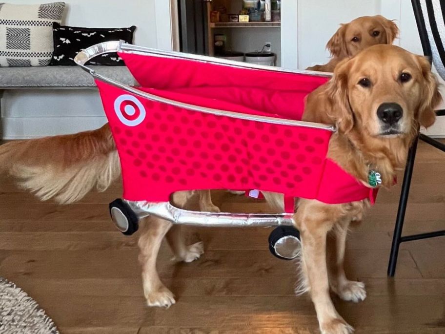 Hyde & EEK! Halloween Target Cart Dog and Cat Costume