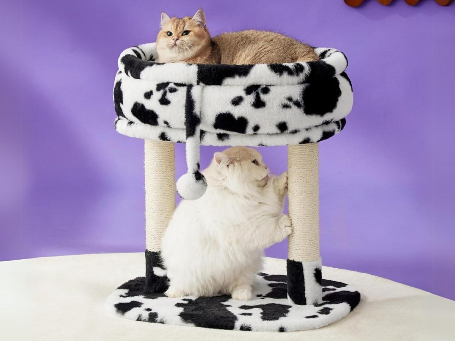 a black and white cow print cat tree tower with greyish tan cat sitting in the bed part up top and a white cat scratching on the scratching post