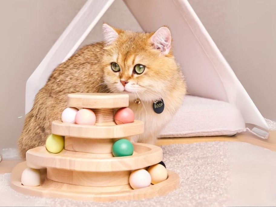 cat sitting next to The Cuddle Collab w/ Maple Cat Wood Ball Track Tower Cat Toy