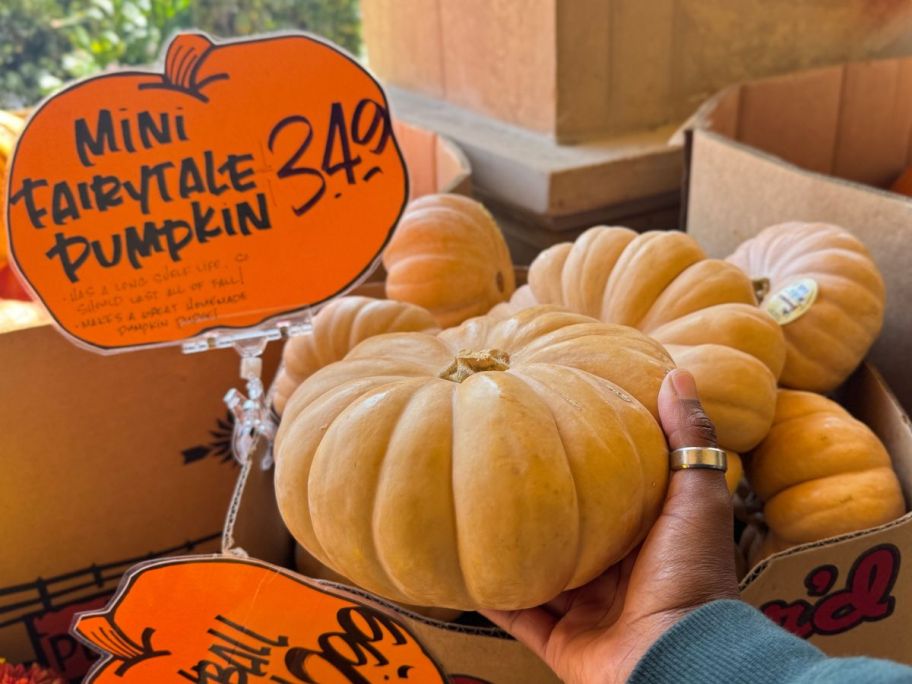 Mini Fairytale Pumpkins at Trader Joe's