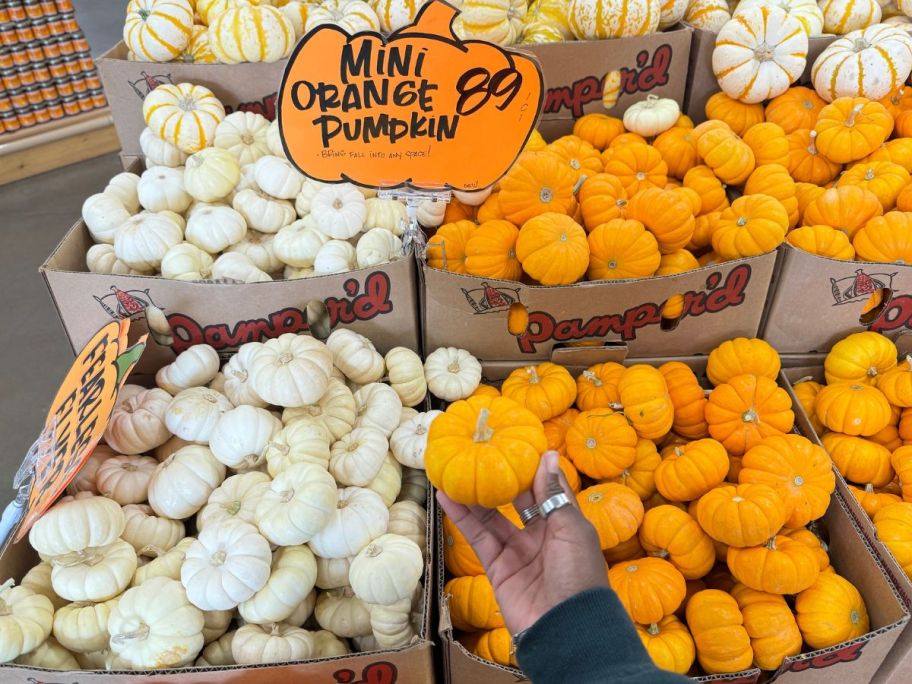 Mini Orange or White Pumpkins at Trader Joe's