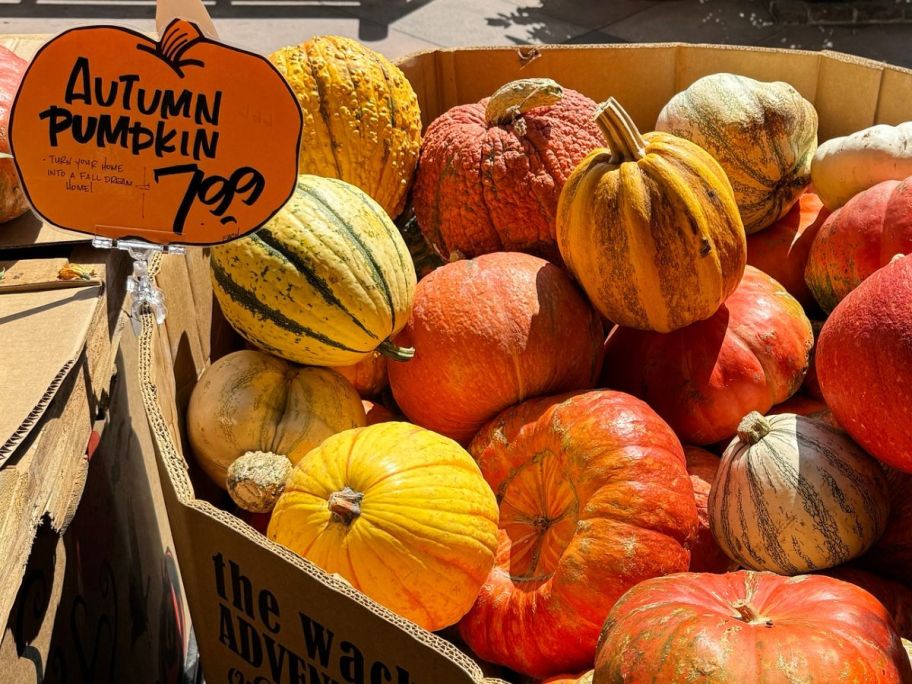 A cardboard crate of Autumn Pumpkins at Trader Joe's