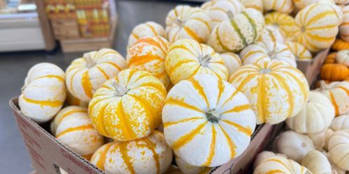 Trader Joe’s Pumpkins from 89¢ – So Many FUN Colors & Shapes!