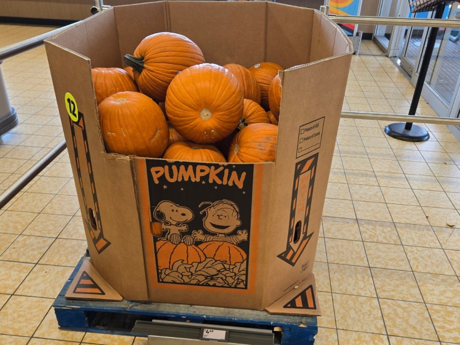 large cardboard bin of real pumpkins, Peanuts characters on the bin