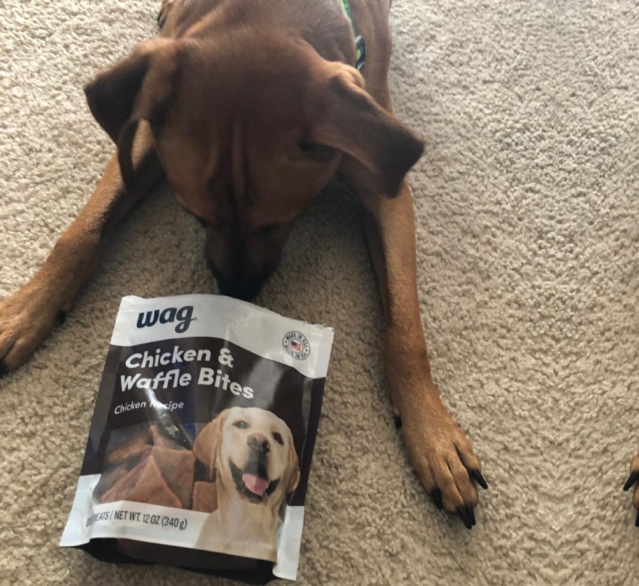 dog sniffing treat bag on floor