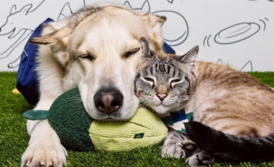 cat and dog cuddled up and sleeping 