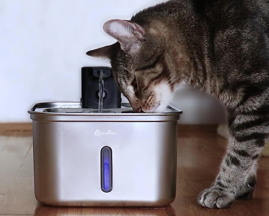 cat drinking from water fountain