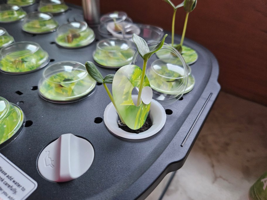 letpot hydroponics system showing plants growing in pods