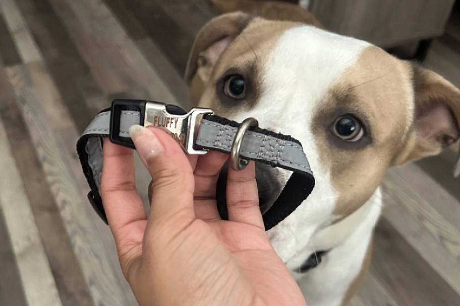 hand holding dog collar w/ name fluffy on it 