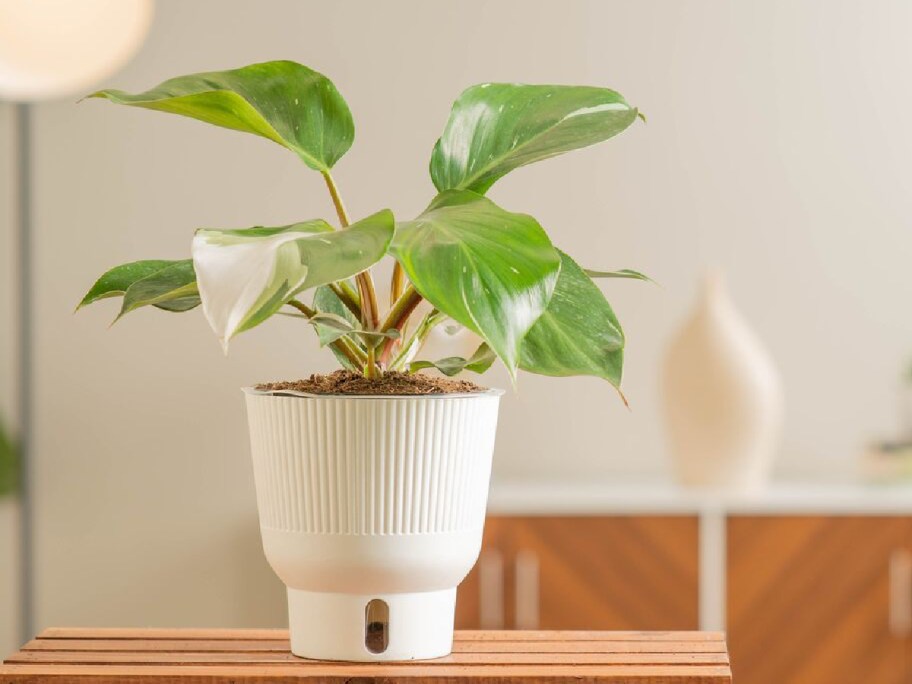 philodendron displayed on top of the table