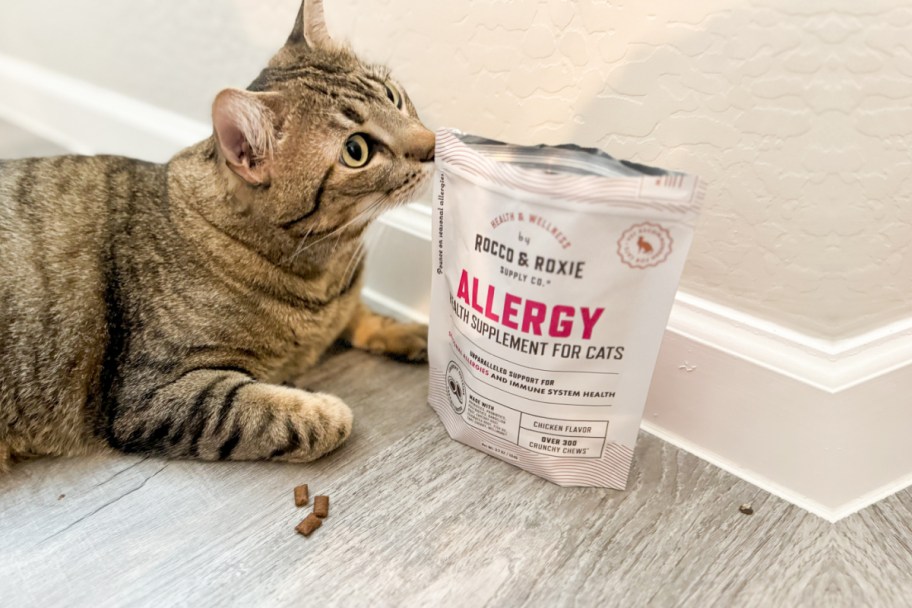 cat smelling treat in bag