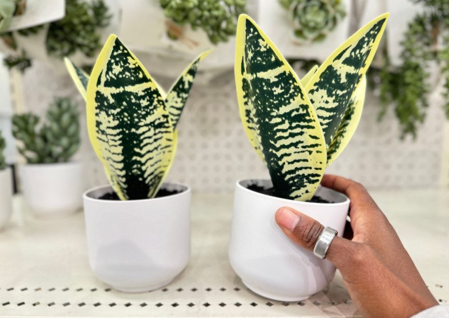 hand holding small snake plant