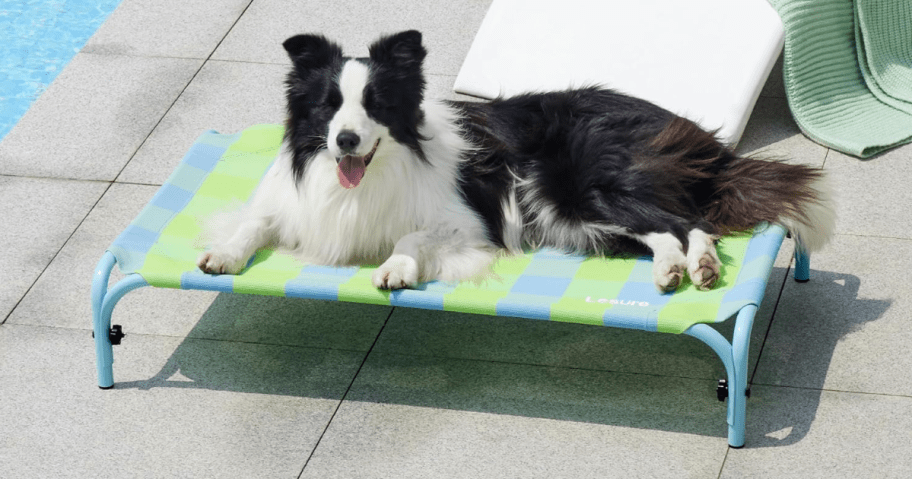 Elevated Dog Bed at Amazon