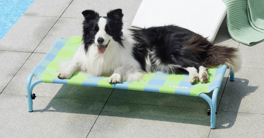 Elevated Outdoor Dog Bed Just $15.59 on Amazon (Regularly $37)