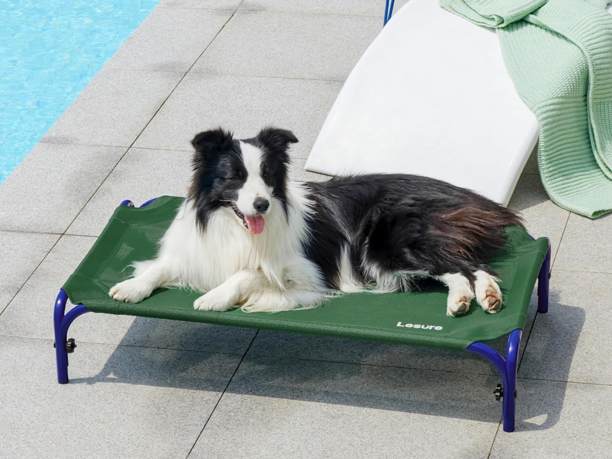 Elevated Dog Bed Only $16 on Amazon (Regularly $30)