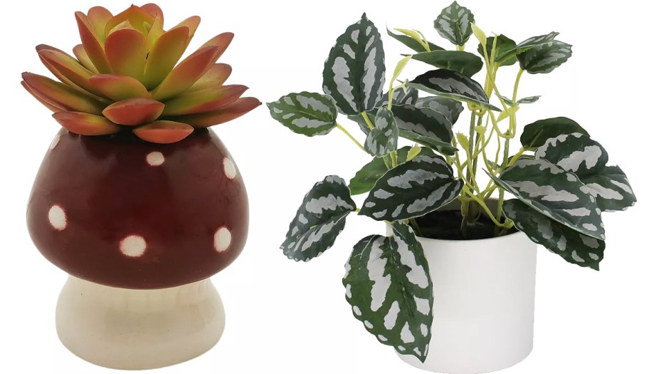 succulent in mushroom and green plant in white pot